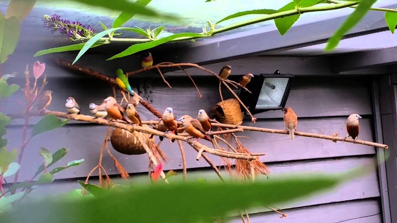 Blasskopfnonnen und andere Exoten, Munia pallida, pallid finch