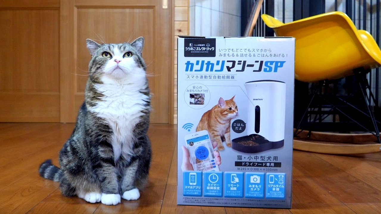 新しい給餌器とねこ。-The new automatic feeder and Maru&Hana.-