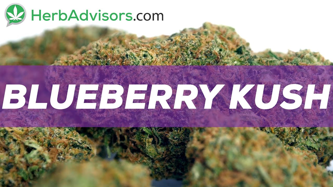 Blueberry Kush Strain Review by HerbAdvisors.com