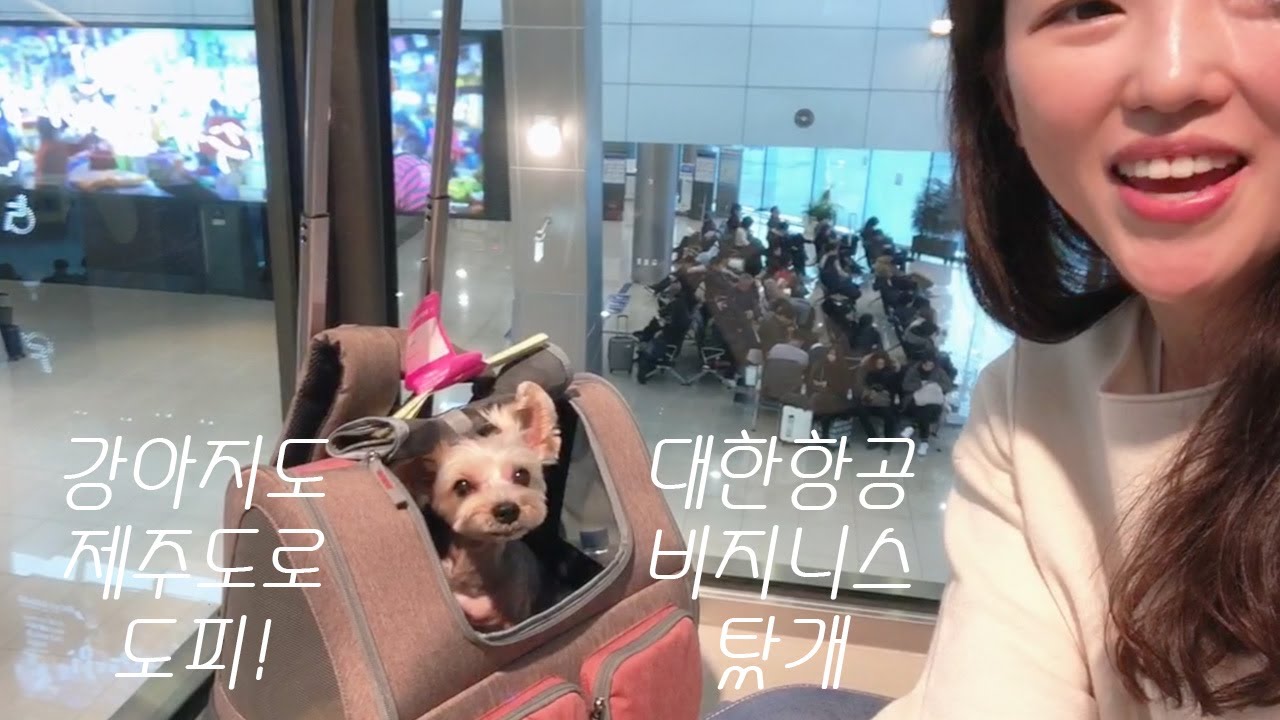 강아지 대한항공 비행기 탑승 그리고 비지니스와 일반석 차이는요 !?  , 가방안에서 뭐하는지 궁금해서 Gopro8  넣어보기