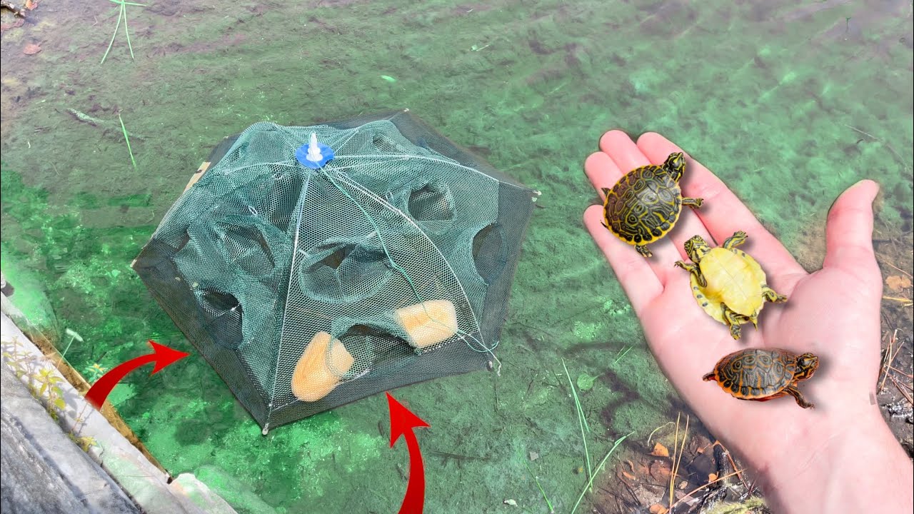 TURTLE TRAP CATCHES WILD POND BABIES!