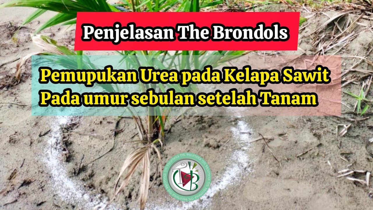 Penjelasan The Brondols: Pemupukan Urea pada Kelapa Sawit Pada umur sebulan setelah Tanam