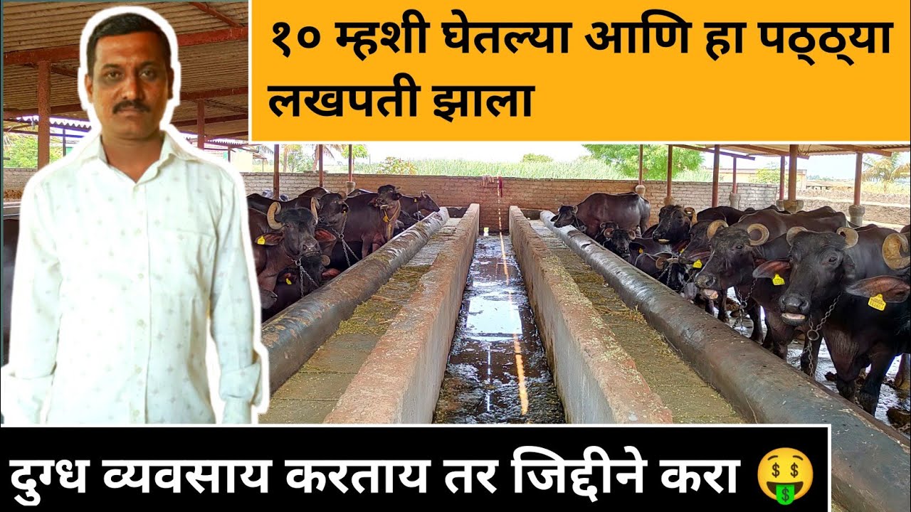 दुग्ध व्यवसाय करताय तर जिद्दीने करा | 20 मुर्‍हा म्हशींच्या गोठ्यातून महिना 70 हजार | नक्की पहा |