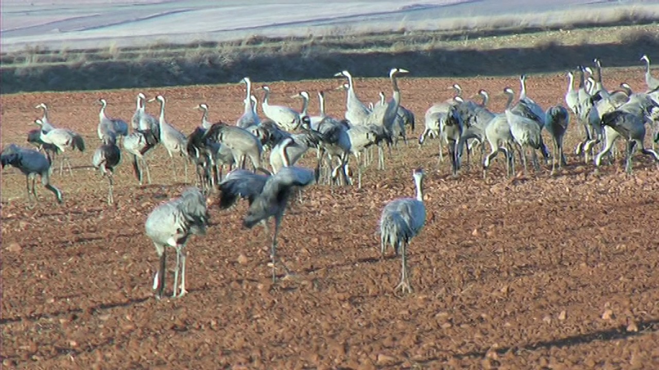 Laguna de Gallocanta Paraiso de las Grullas