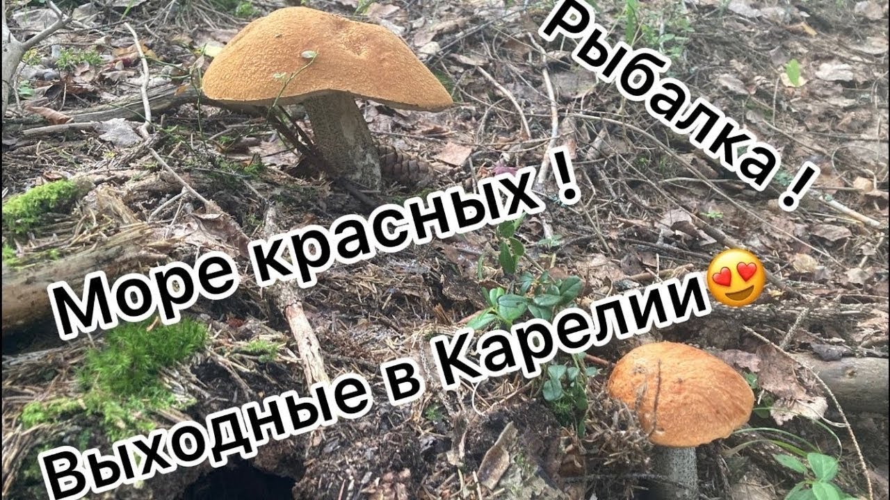 МОРЕ ГРИБОВ В КАРЕЛИИ! ВЫХОДНЫЕ НА ОЗЕРЕ! РЫБАЛКА!