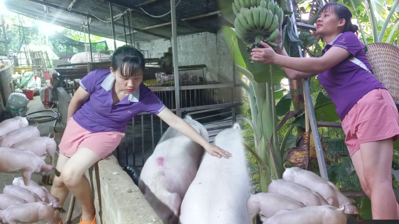 weaning 23 piglets. How to treat diarrhea in pigs with bananas