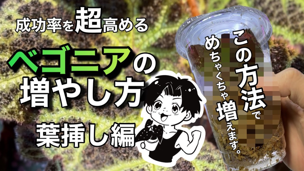 成功率超高め！ベゴニアの変わった増やし方を解説！【葉挿し編】#園芸 #ガーデニング #初心者