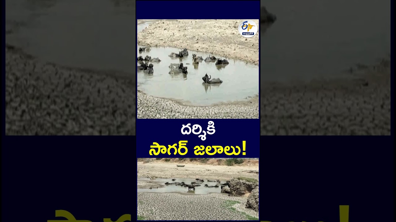 దర్శికి సాగర్ జలాలు! #Darsi #NagarjunaSagar #SagarWater
