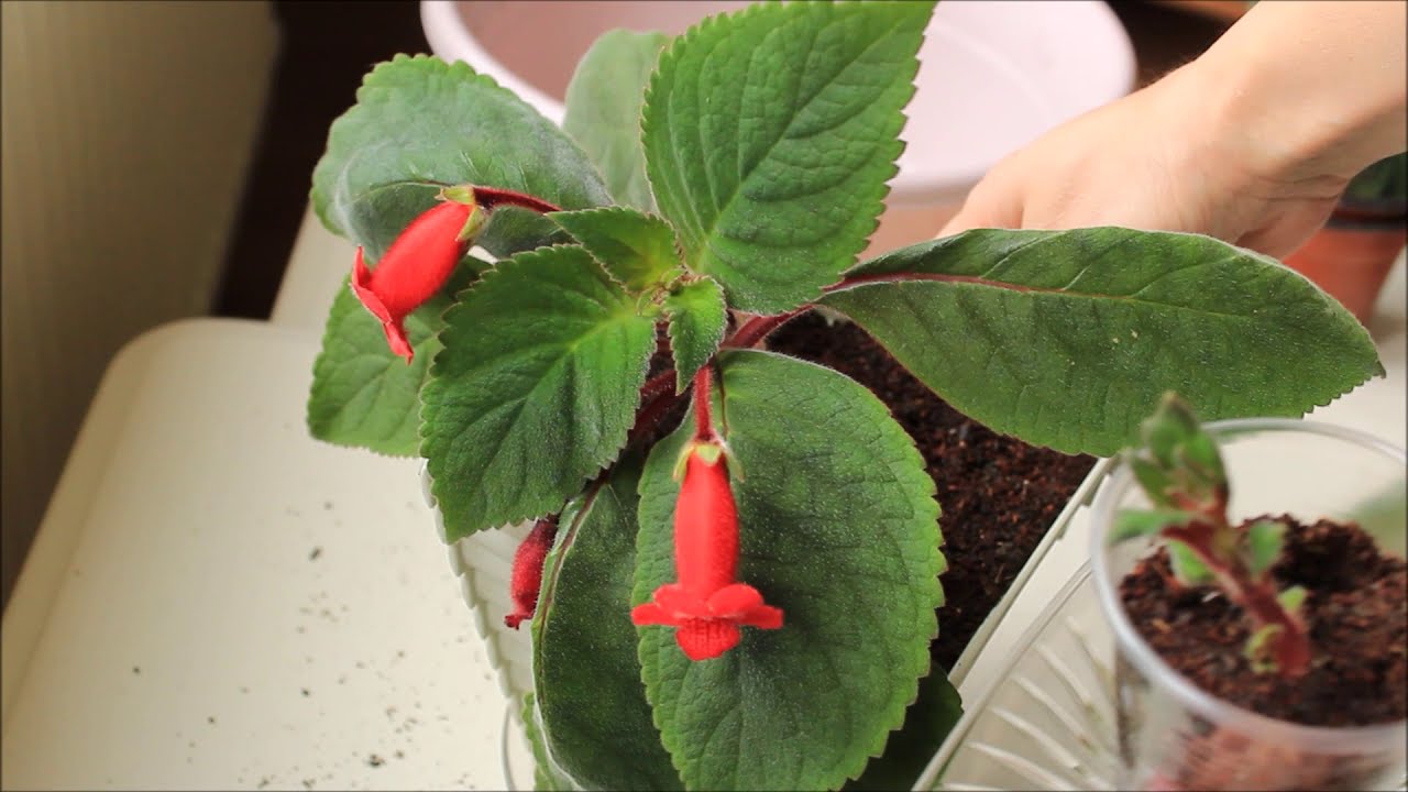 Kohleria çiçeği nasıl çoğaltılır? Kohleria rizomları.Sağlıklı bir kohleria nasıl olmalı?