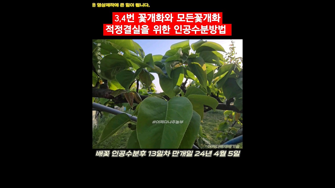 3,4번 꽃개화와 모든꽃개화적정결실을 위한 인공수분방법