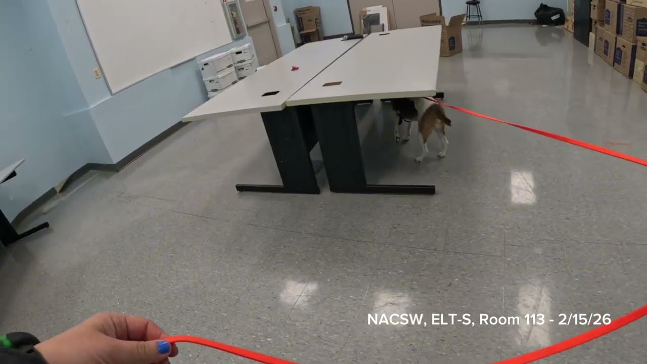 Remy - NACSW - Elite Select (ELT-S) - Room 113 - Flemington NJ 2-15-26