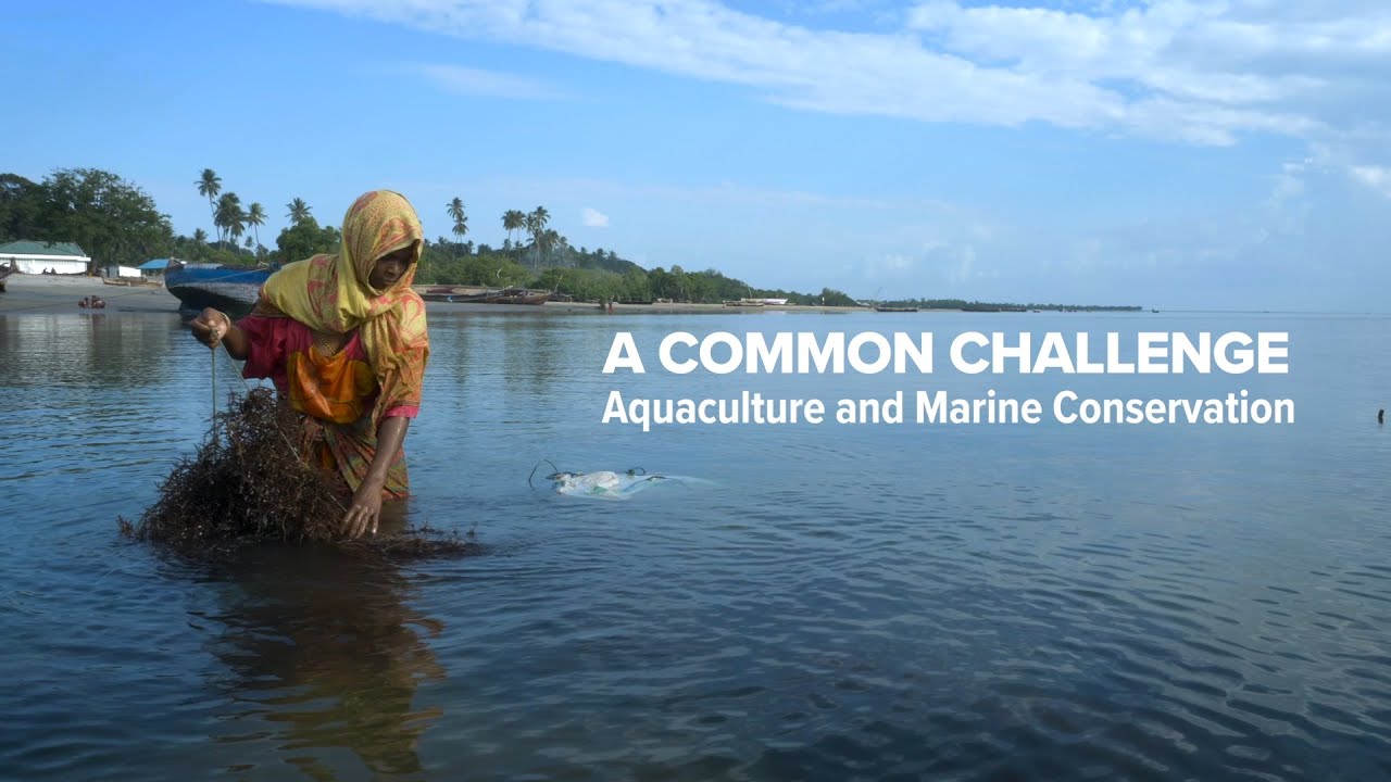’A Common Challenge - Aquaculture and Marine Conservation