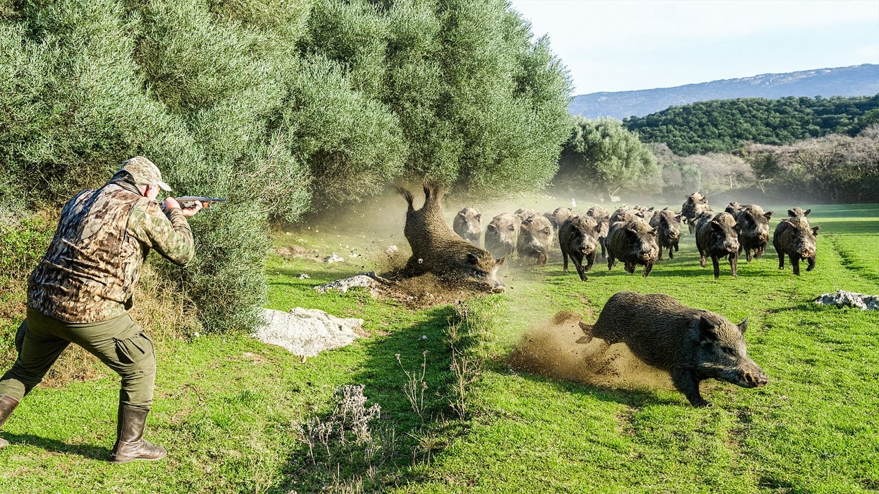 Hof in Gefahr! Wildschweine greifen an &ndash; Bauern kontern mit Pr&auml;zisionsschuss!