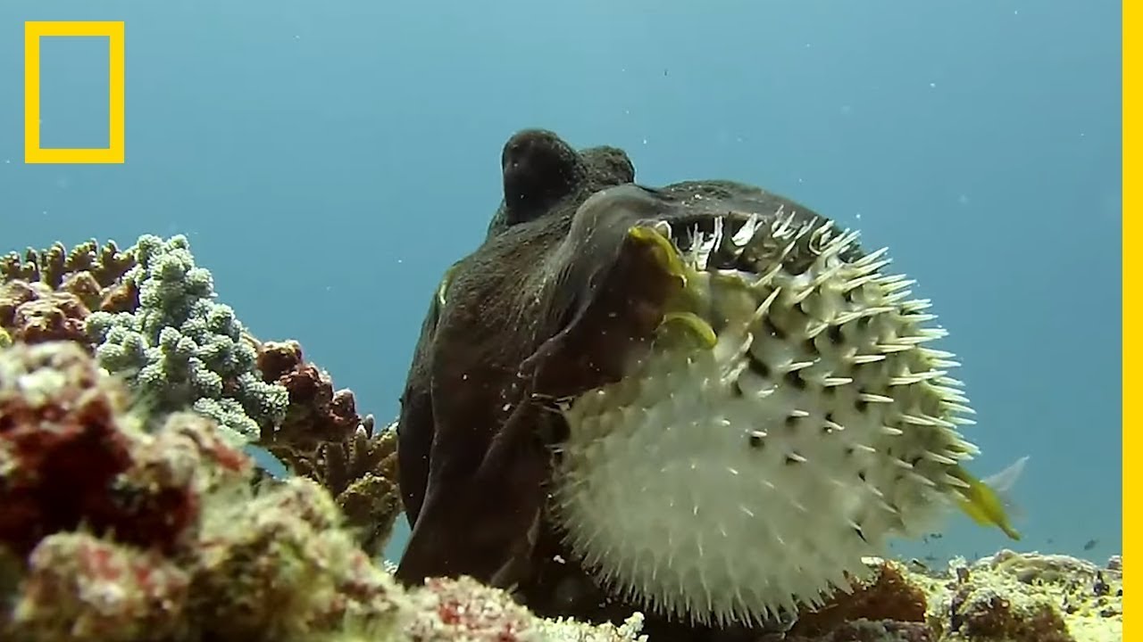 Combat entre une pieuvre et un poisson-globe &agrave; &eacute;pines