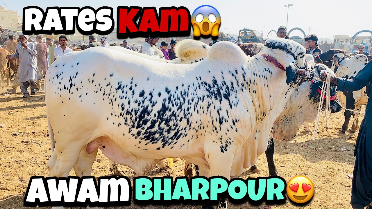 Malir Mandi Karachi Latest Rates Update | Malir Mandi Today Update | 17-March-2026 | Cattle Prime