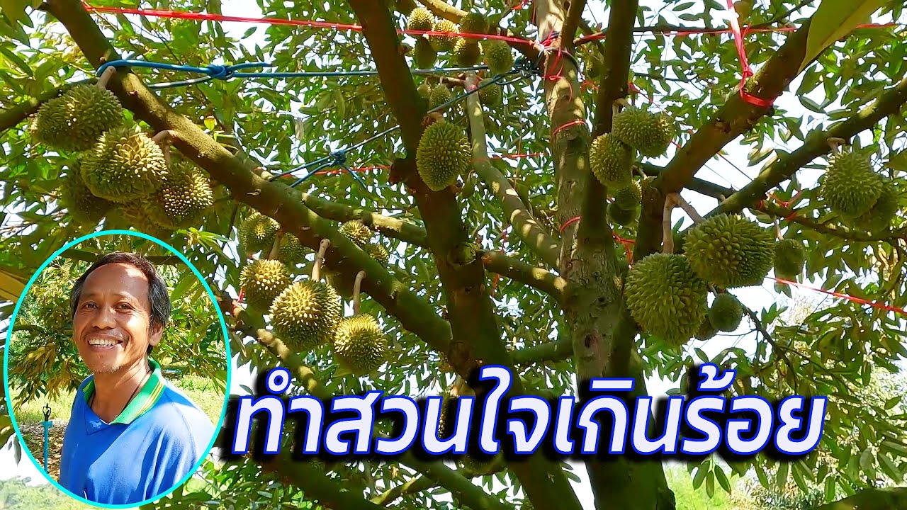 แม้ร่างกายไม่เต็มร้อย แต่หัวใจเกินร้อย ทำสวนทุเรียนด้วยตนเองจนประสบความสำเร็จในที่สุด
