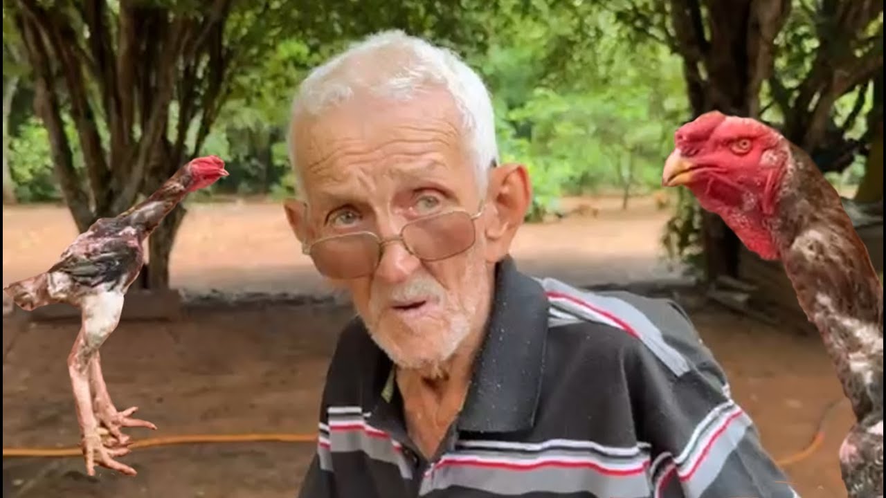 ZÉ PEDRO 80 anos Criou uma raça pura que ninguém tem igual as suas Galinhas Gigante