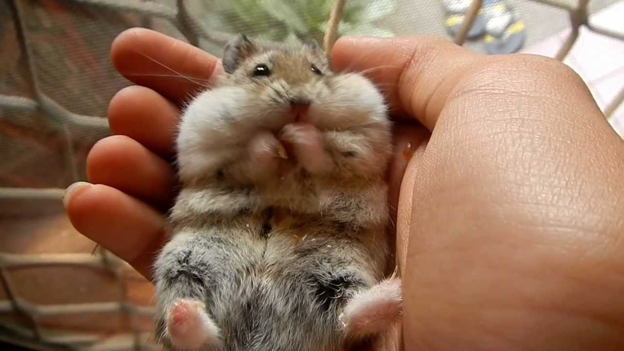 My hamster eating popcorn in my hand