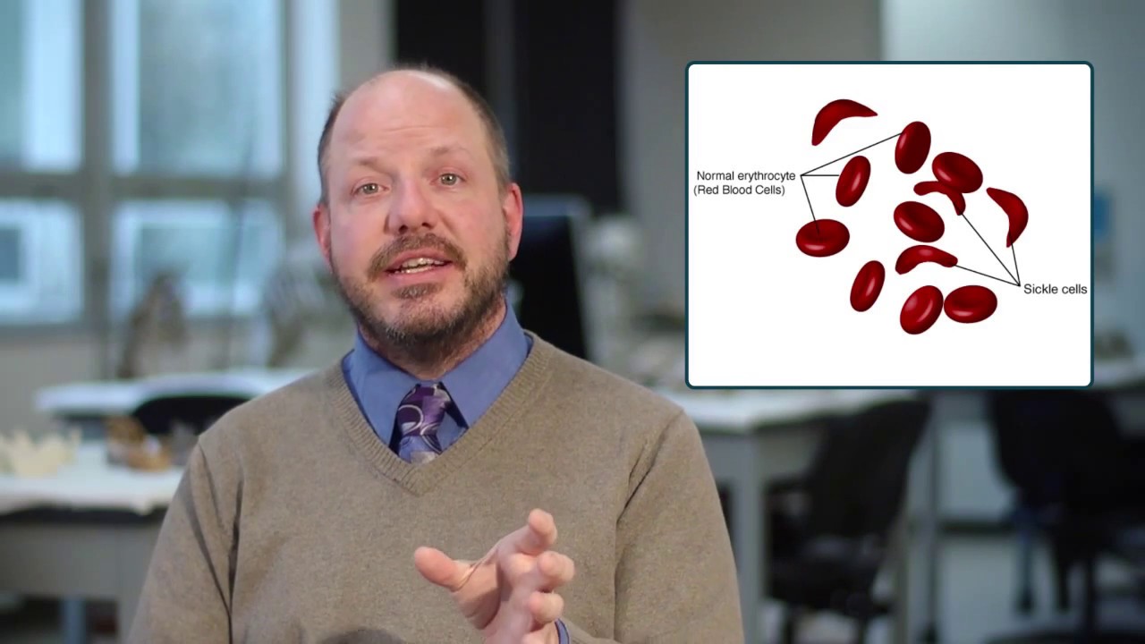 Lecture on the evolutionary impact of malaria on humans