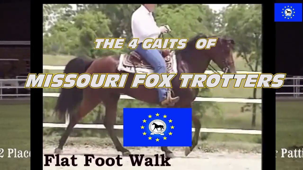 4 GAITS OF MISSOURI FOX TROTTERS