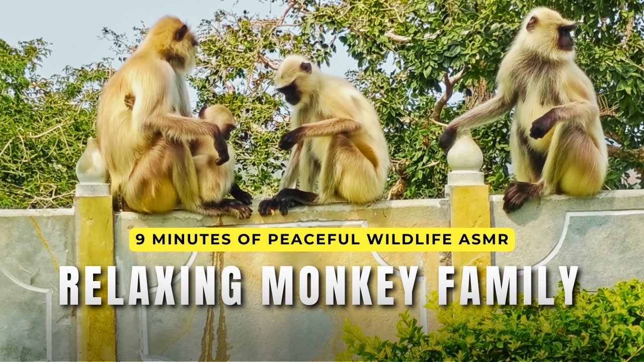 Peaceful Monkey Family on a Wall | 9 Minutes of Calm Wildlife ASMR for Deep Relaxation (No Talking)