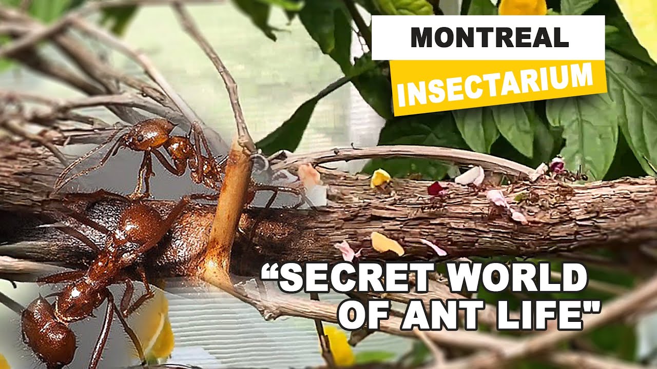 Montreal Insectarium: Uncovering Ant Secrets Life A Closer Look