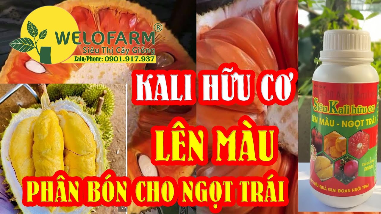 Phân bón cho cây ngọt trái, lên màu, đẹp trái | HƯỚNG DẪN BÓN PHÂN CHO CÂY NGỌT TRÁI