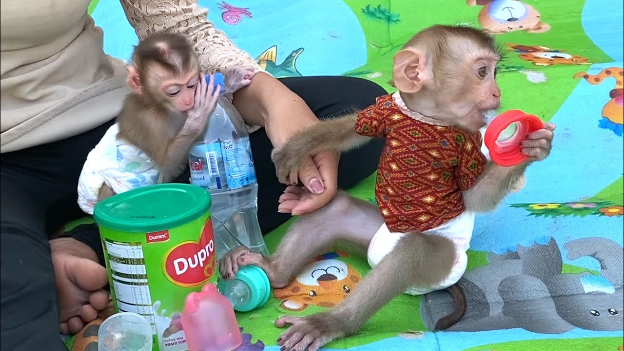 So smart!! The amazing TORO baby is sucking on His nipple, waiting for mom to mix the milk