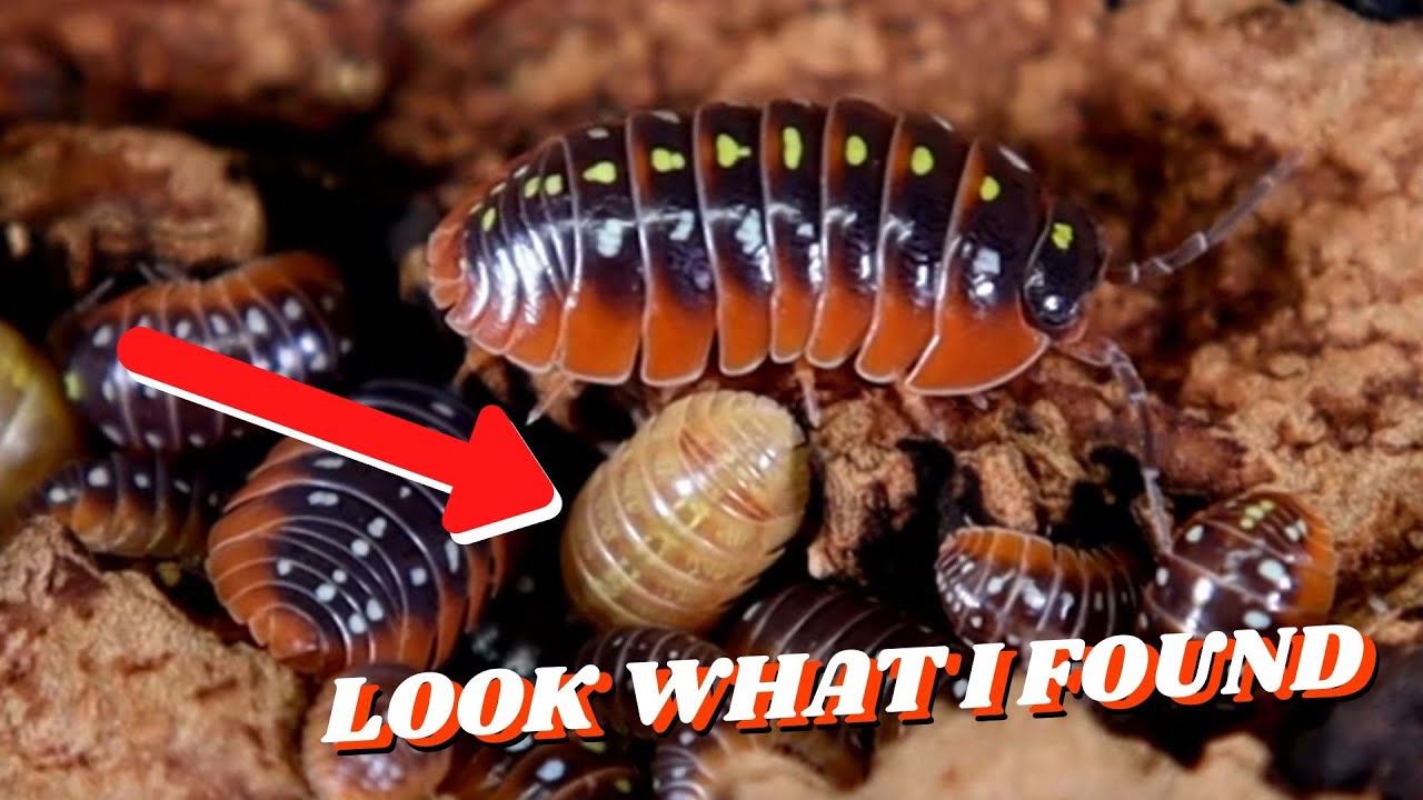 Armadillidium klugii Montenegro | Clown Isopod | Look what I found!!!