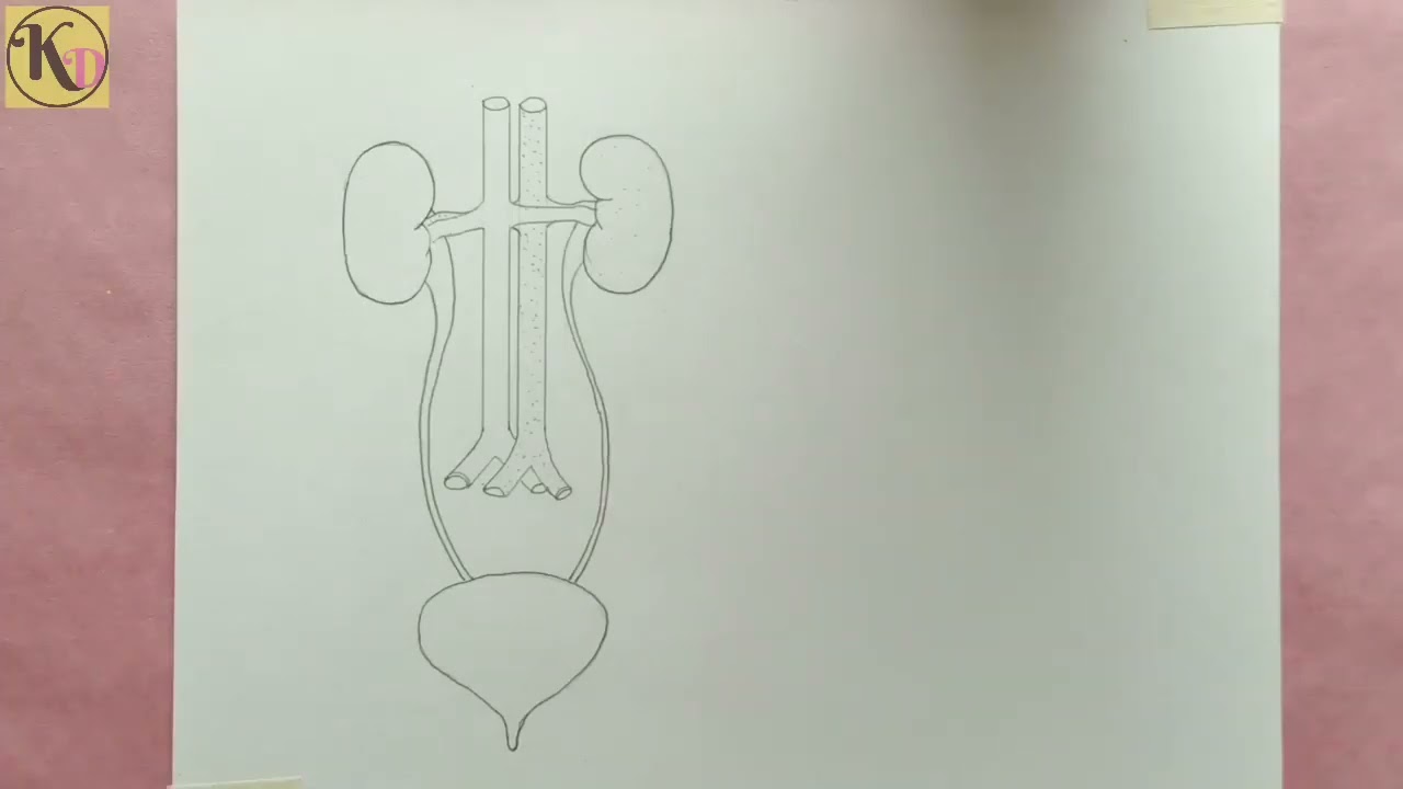 Structure of nafron 