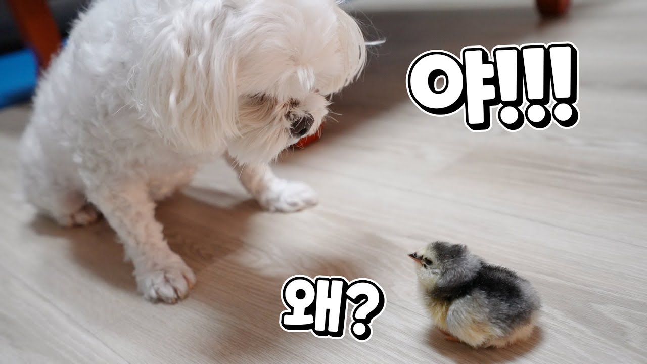 병아리와 강아지가 만나면 강아지는 어떤 반응을 보일까?? | 뽁구랑 개뽁구랑