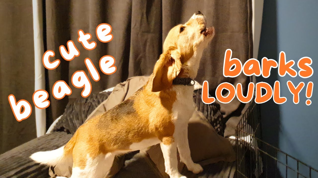 Cute Beagle Barks Loudly!