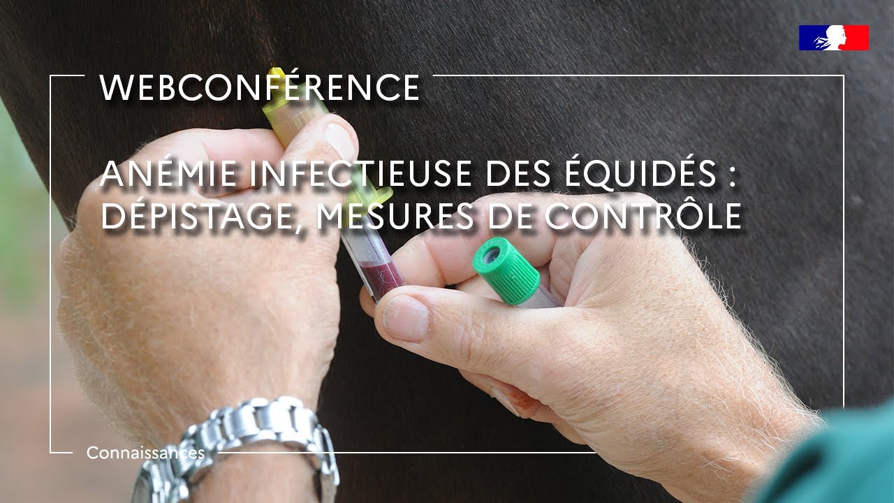 Anémie infectieuse des équidés : dépistage, mesures de contrôle - José Carlos Valle-Casuso
