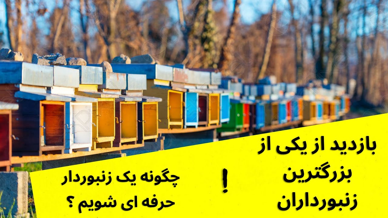 چگونه یک زنبوردار بزرگ شویم؟ بازدید از یکی از بزرگترین زنبورستان ها .