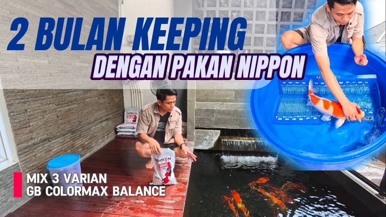 Review Pakan Import Nippon Balance Colormax Giant Bone