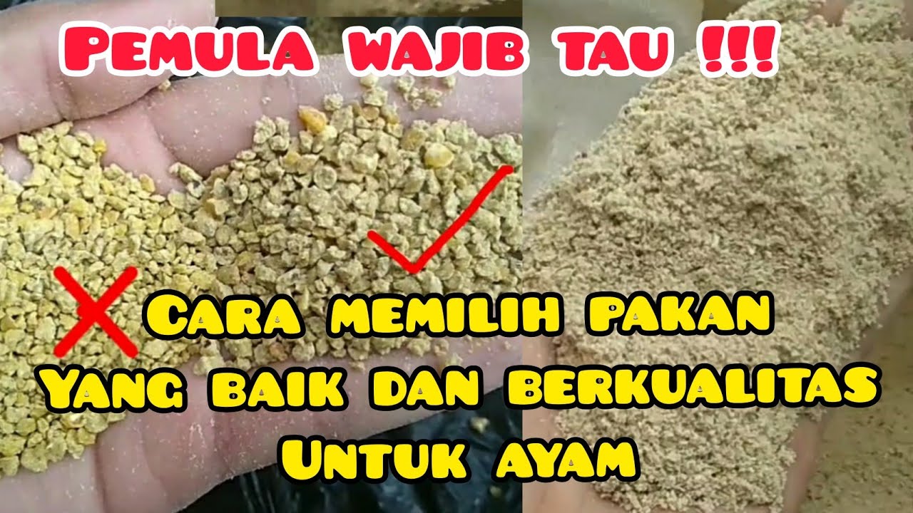 Cara memilih pakan ayam yang baik dan berkualitas