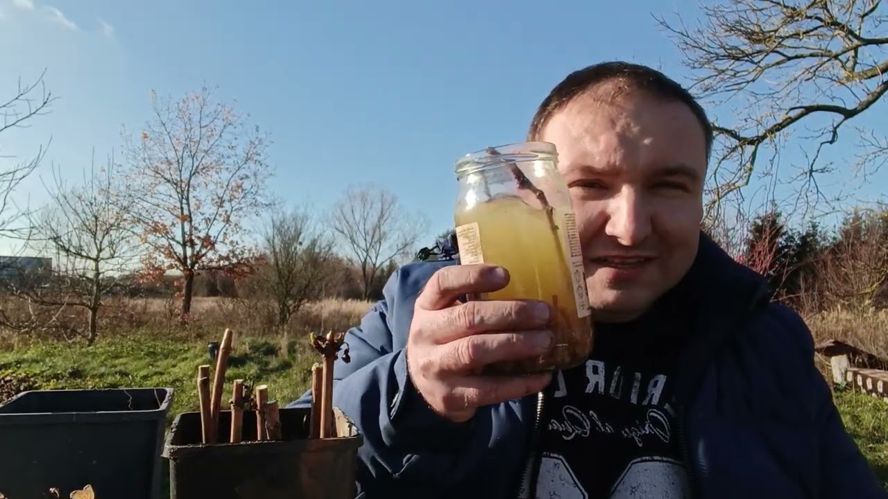 Ukorzenianie pędów zdrewniałych