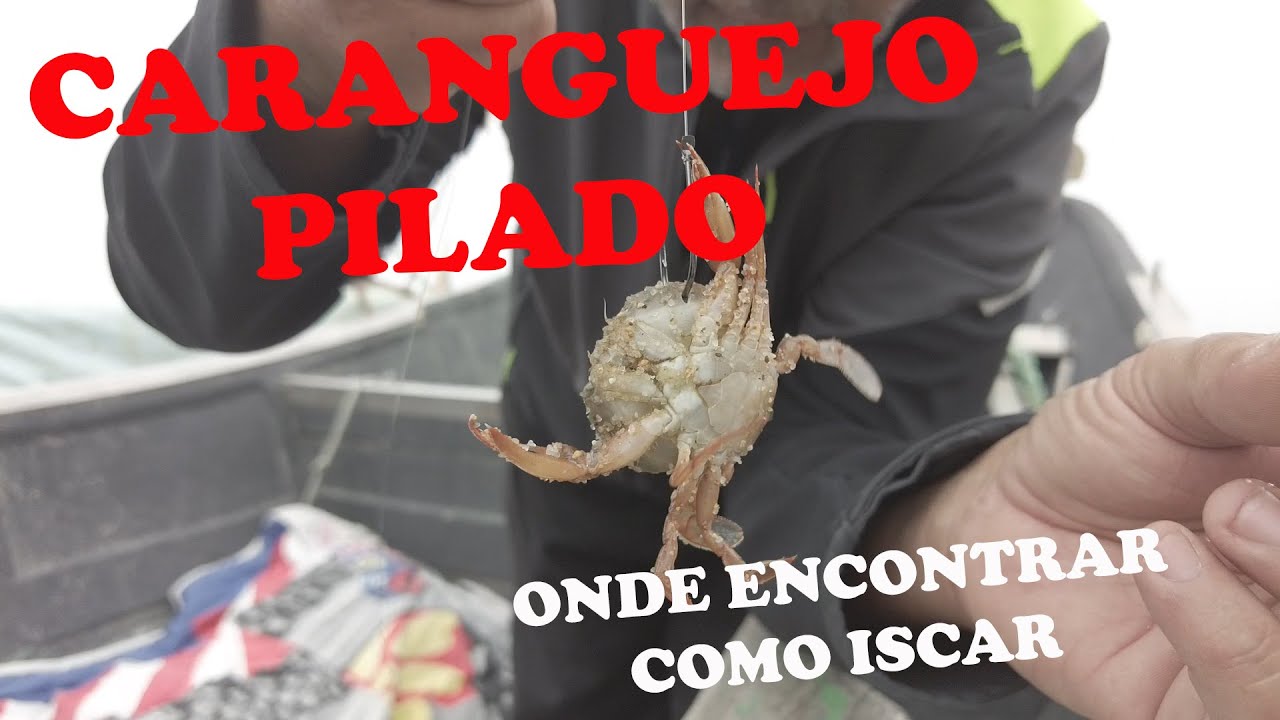 Pesca com Caranguejo Pilado  a iscada
