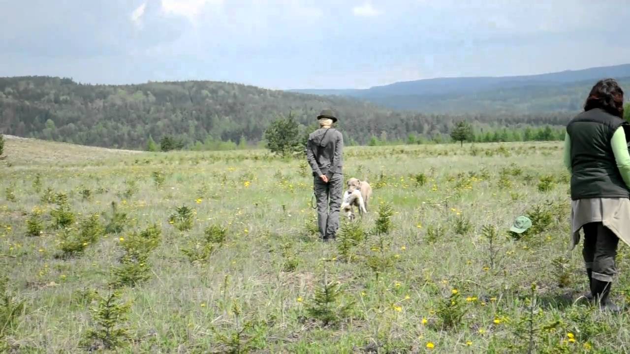 Weimaraner Fergie search for a hare - Autuum exams 2010