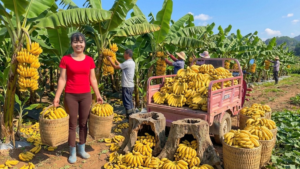 TIMELAPSE -- Process 30 Days from Gardening to Harvest 1000+ Bunches of Bananas in the Forest
