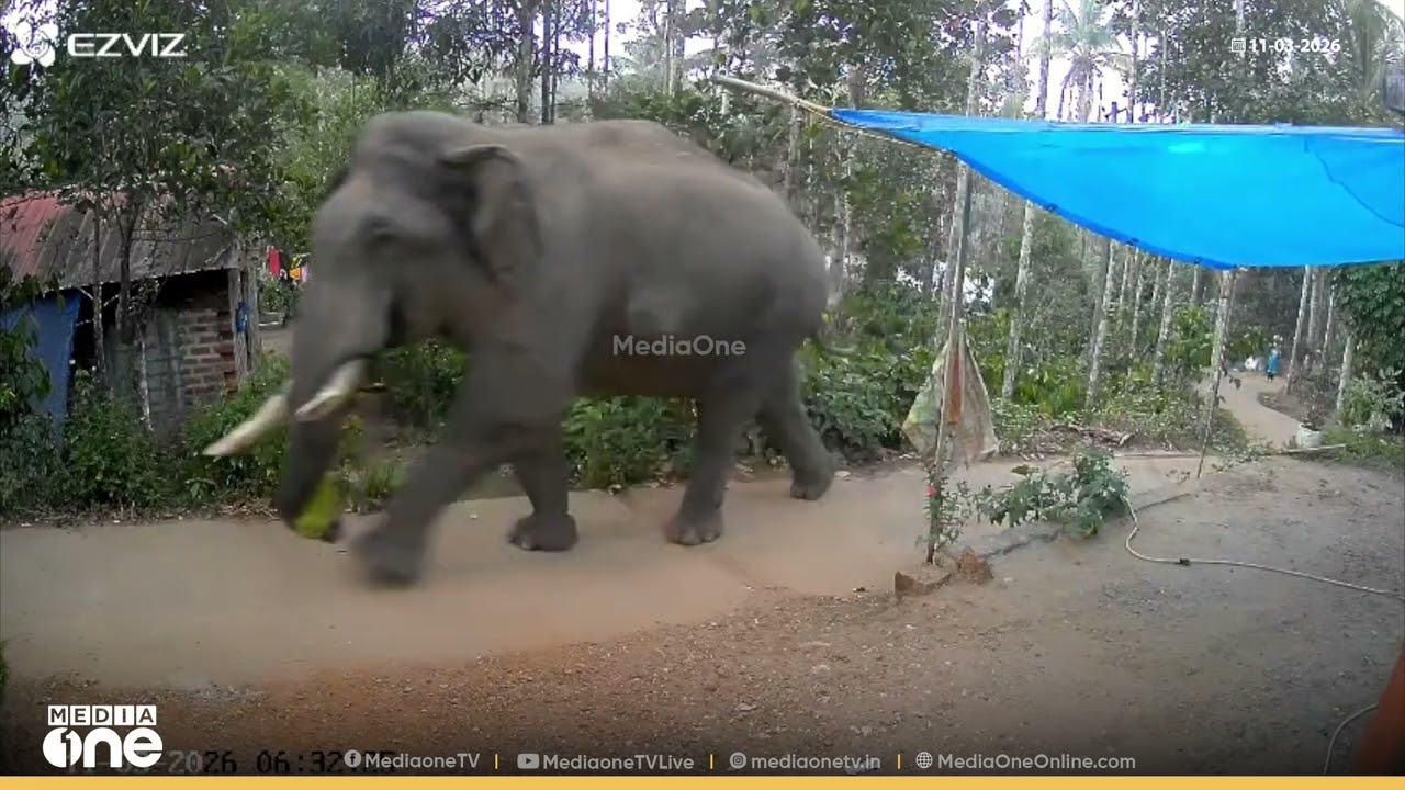 ആന വരുന്നുണ്ട്...എല്ലാവരും ഓടി വീടിനകത്തേക്ക് കയറിക്കോ..വയനാട് വാകേരി മൂടക്കൊല്ലിയിൽ വീണ്ടും കാട്ടാന