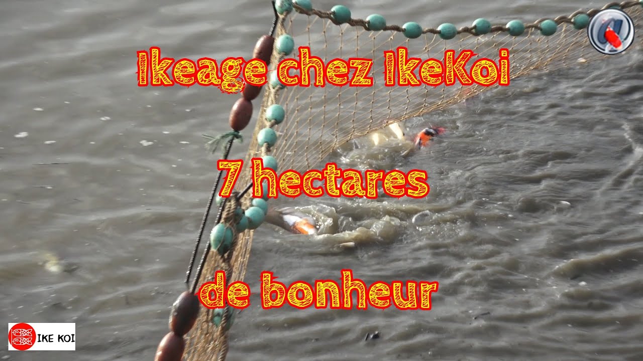 Ikeage chez IkeKoi 7 hectares de bonheur