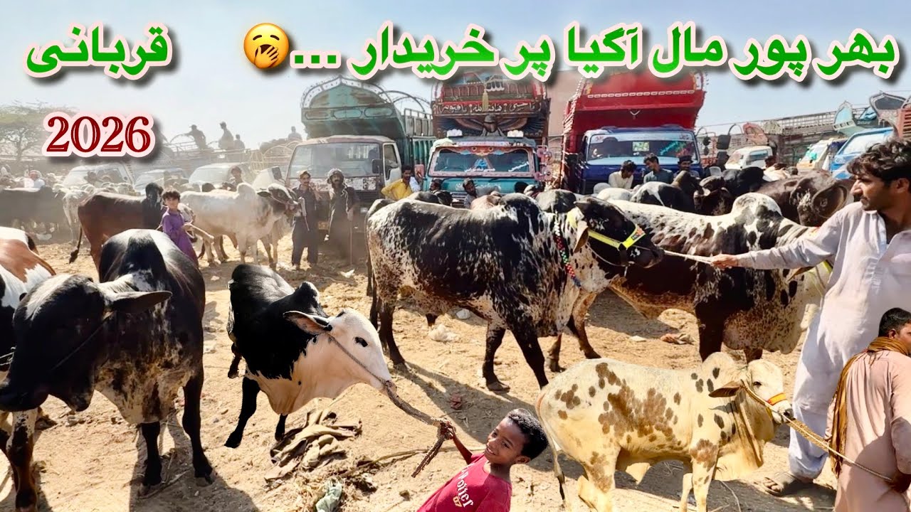 Karachi Cow Mandi Bhains Colony Latest Rates Update 04 Mar 2026 || Qurbani Season 2026 