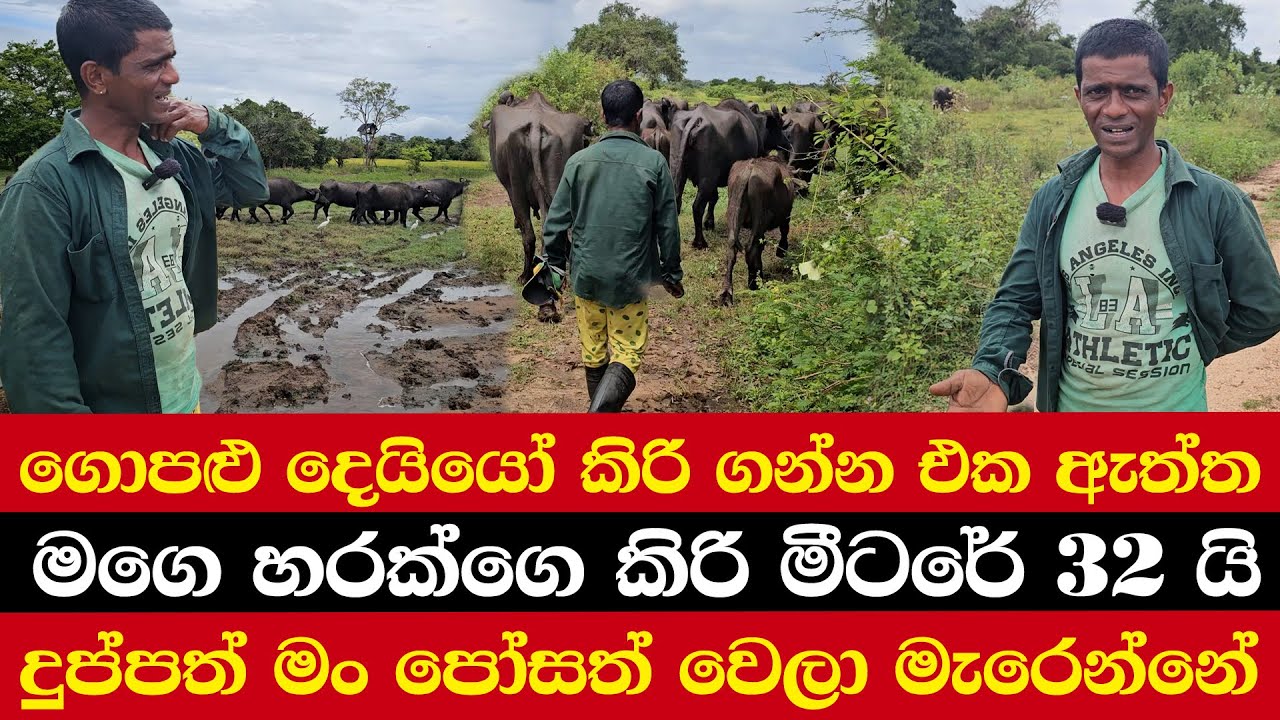 ගොපළු දෙයියෝ කිරි ගන්න එක ඇත්ත | මගෙ හරක්ගෙ කිරි මීටරේ 32 යි | දුප්පත් මං පෝසත් වෙලා මැරෙන්නේ