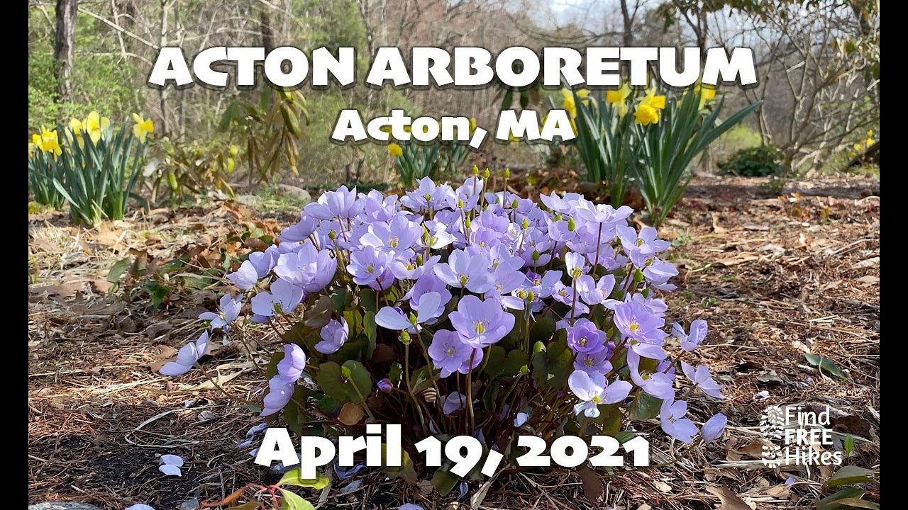 Acton Arboretum - Acton, MA - Free Stuff To Do