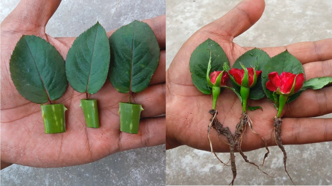 🔴Rose flower from rose leaves 🌹 growing red roses