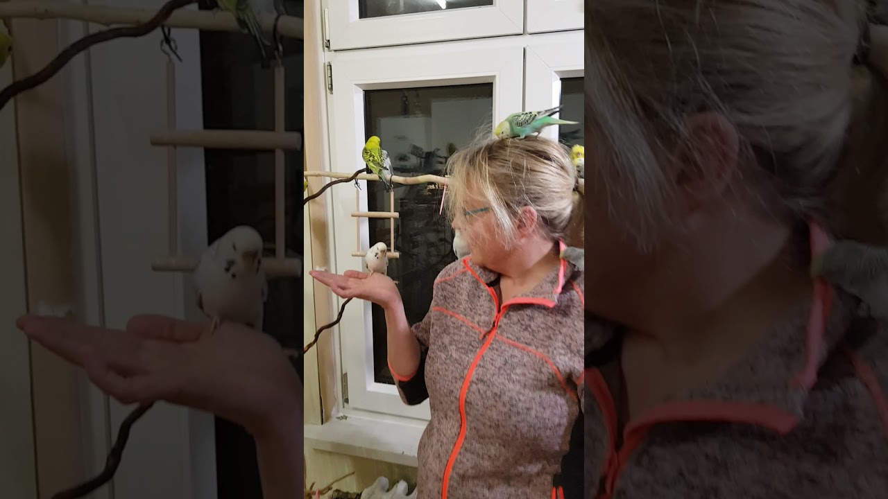 handzahme Wellensittiche in der Vogelschule