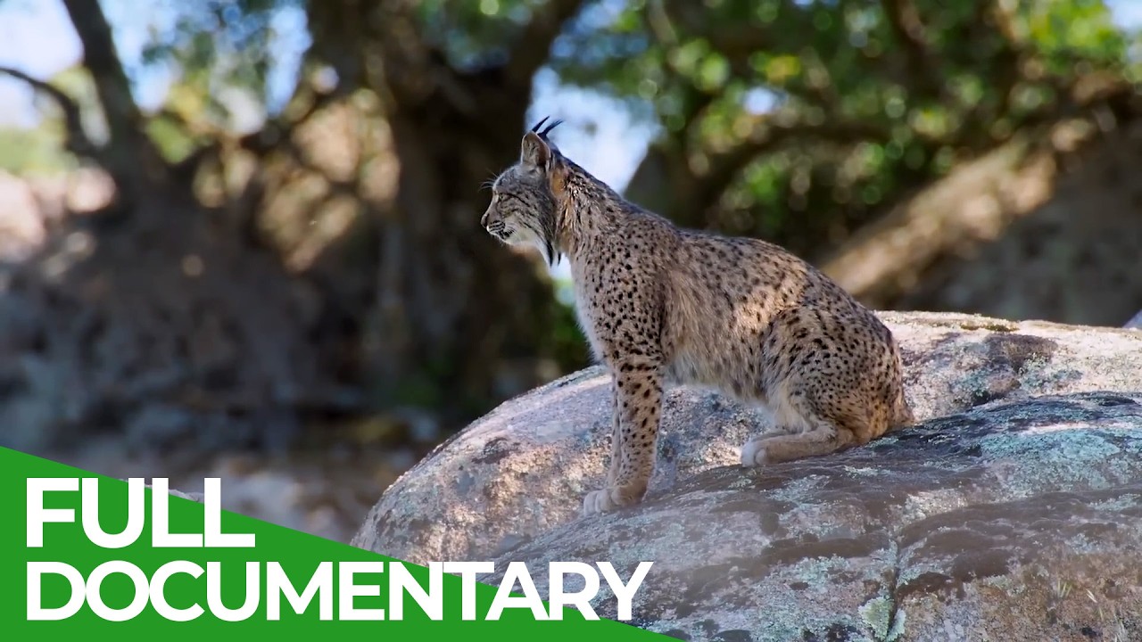 Iberia - Where Spain's Untamed Nature Rules | Free Documentary Nature