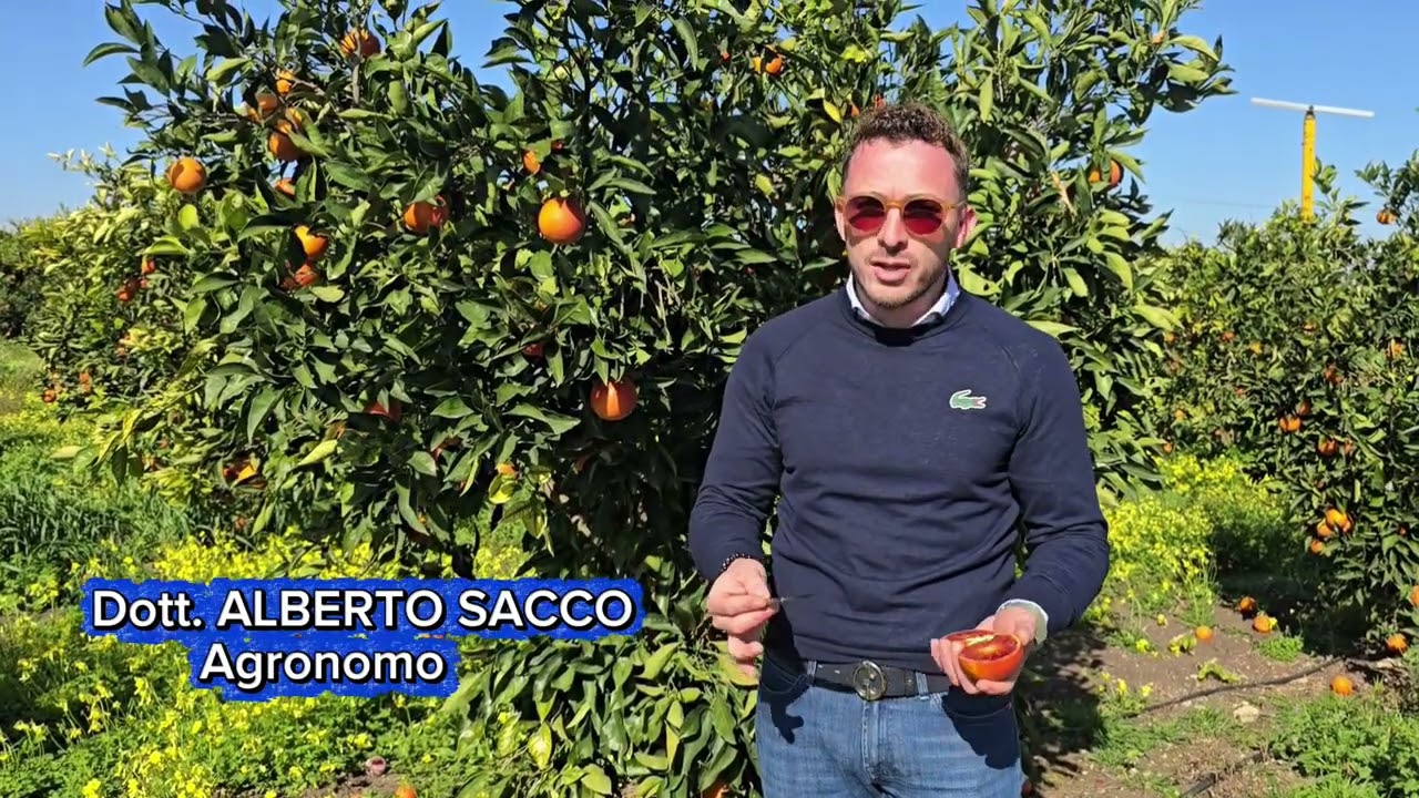 Francofonte - ProLoco e Comune Vi invitano alla 'XV SAGRA ARANCIA ROSSA FRANCOFONTESE'. 28 e 1 marzo