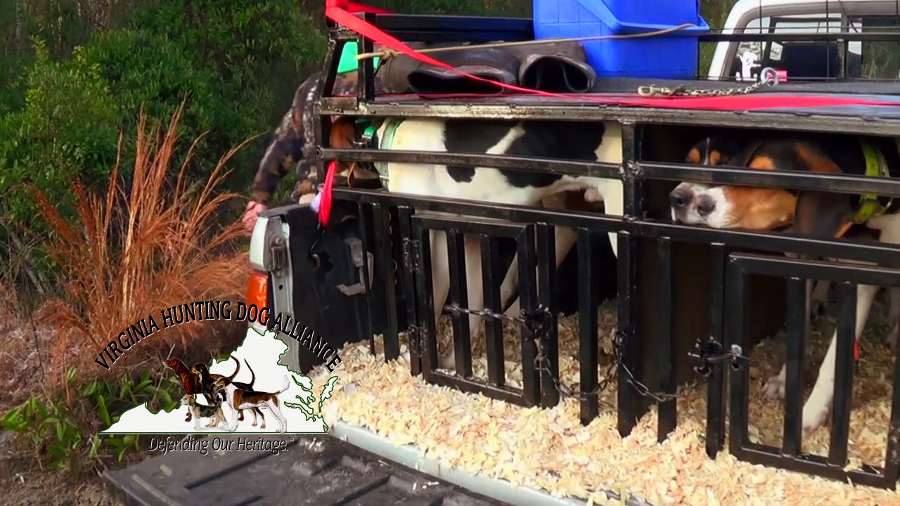 Virginia Hunting Dog Alliance